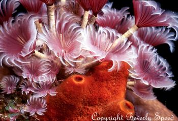 Social feather dusters.  Taken in Roatan w/Nikon N90s, Aq... by Beverly J. Speed 